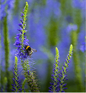 Biodiversity & <br /> Green Campus