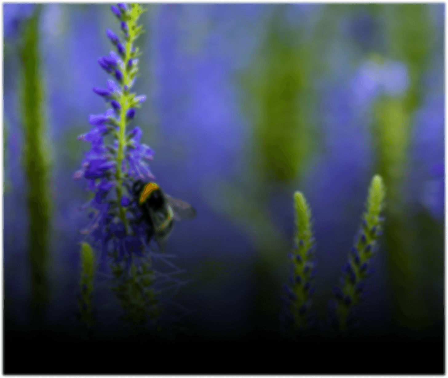 Biodiversity & <br /> Green Campus