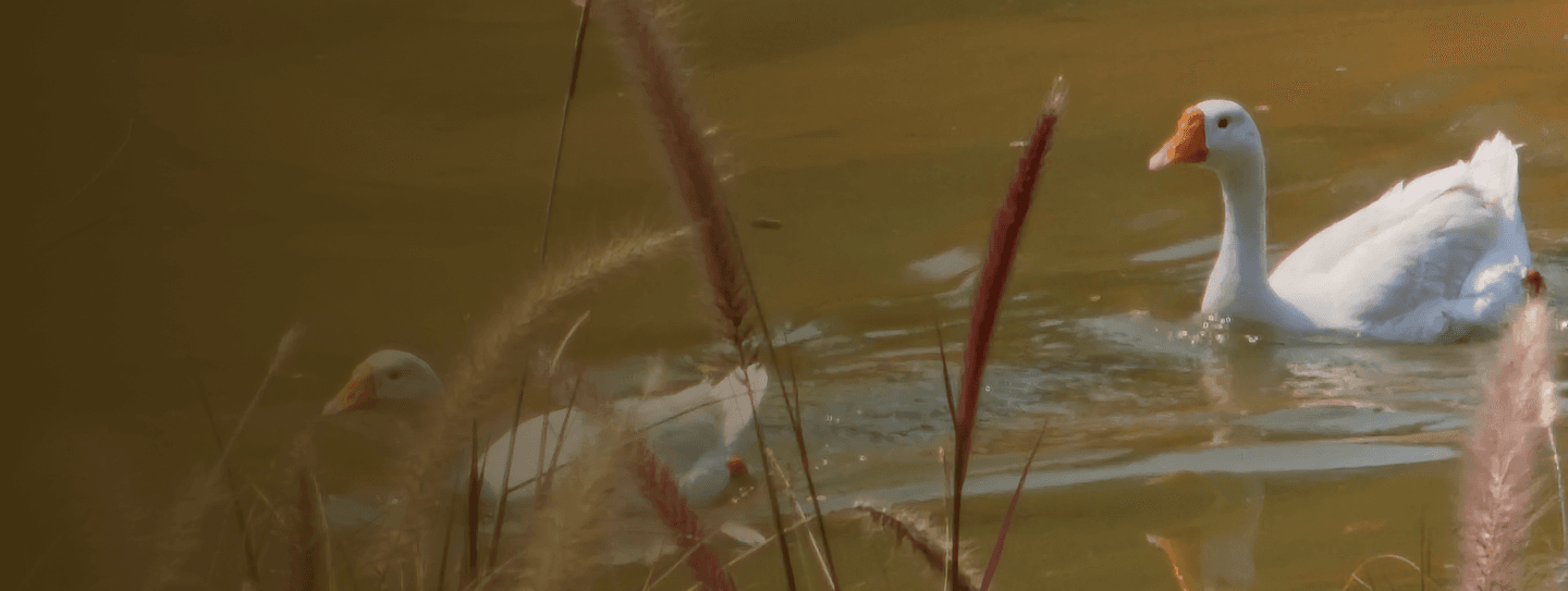 Reviving urban Lakes & Community Spaces