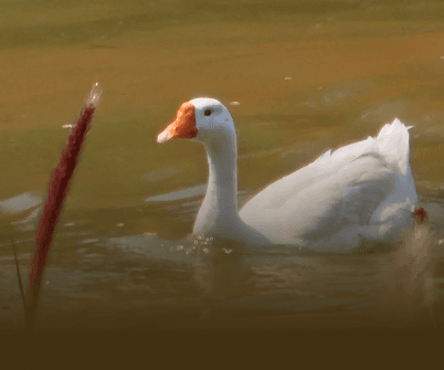 Reviving urban Lakes & Community Spaces